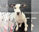 Small Mutt