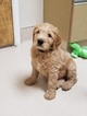 Small Photo #16 Goldendoodle Puppy For Sale in CITRUS HEIGHTS, CA, USA