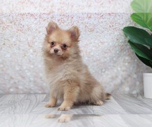 Pomeranian Puppy for sale in MARIETTA, GA, USA