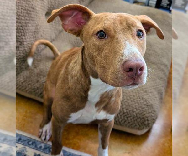 Medium Photo #4 American Staffordshire Terrier-Unknown Mix Puppy For Sale in San Antonio, TX, USA