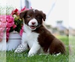 Small #2 Border Collie