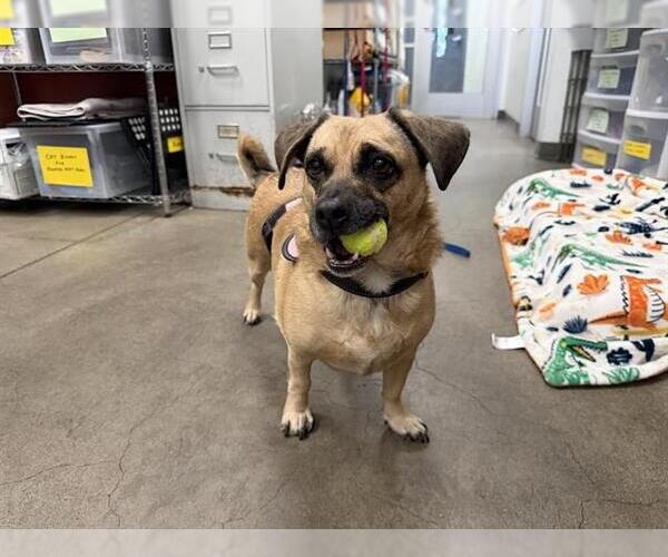 Medium Photo #1 Beagle-Unknown Mix Puppy For Sale in Berkeley , CA, USA
