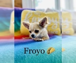 Small Photo #5 Chihuahua Puppy For Sale in COOKEVILLE, TN, USA