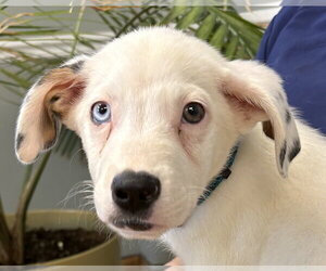 Aussiedor Dogs for adoption in Mount Airy, NC, USA