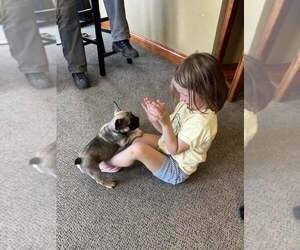 Medium French Bulldog