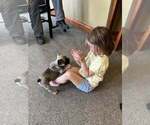 Puppy 1 French Bulldog