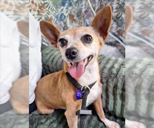 Chihuahua-Unknown Mix Dogs for adoption in Woodland, CA, USA