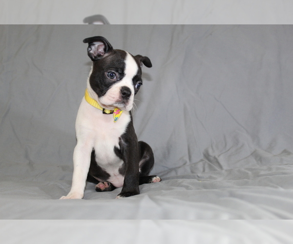 Medium Photo #6 Boston Terrier Puppy For Sale in BROOKSVILLE, FL, USA