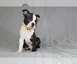 Small #5 Boston Terrier