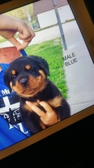 Rottweiler Puppy for sale in MONTGOMERY, IN, USA