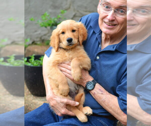 Medium Photo #4 Golden Retriever Puppy For Sale in Germanton, TN, USA