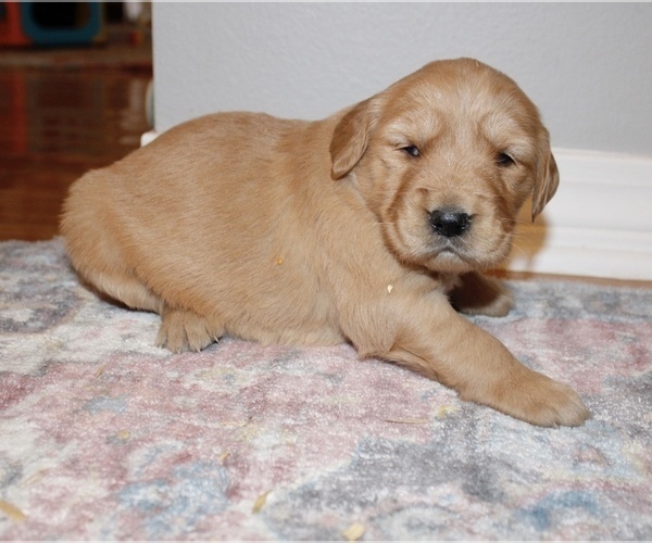 Medium Photo #9 Golden Retriever Puppy For Sale in GRAND BAY, AL, USA