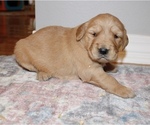 Small Photo #9 Golden Retriever Puppy For Sale in GRAND BAY, AL, USA