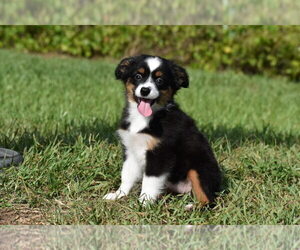 Miniature Australian Shepherd Puppy for sale in PALM COAST, FL, USA
