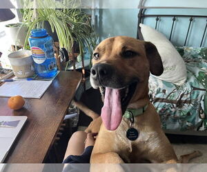 Black Mouth Cur-Boxer Mix Dogs for adoption in Springdale, PA, USA
