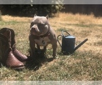 Small Photo #1 American Bully Puppy For Sale in REDDING, CA, USA
