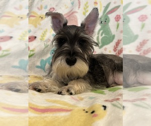 Schnauzer (Miniature) Puppy for sale in PUNTA GORDA, FL, USA