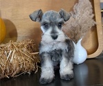 Small Photo #36 Schnauzer (Miniature) Puppy For Sale in GOSHEN, IN, USA