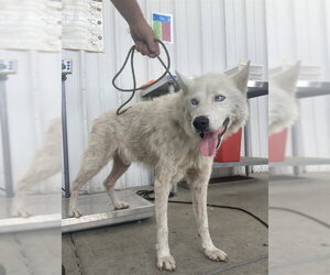 Siberian Husky Dogs for adoption in Bakersfield, CA, USA
