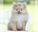 Image preview for Ad Listing. Nickname: Litter of 12