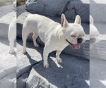 Small Photo #5 French Bulldog Puppy For Sale in Hesperia, CA, USA