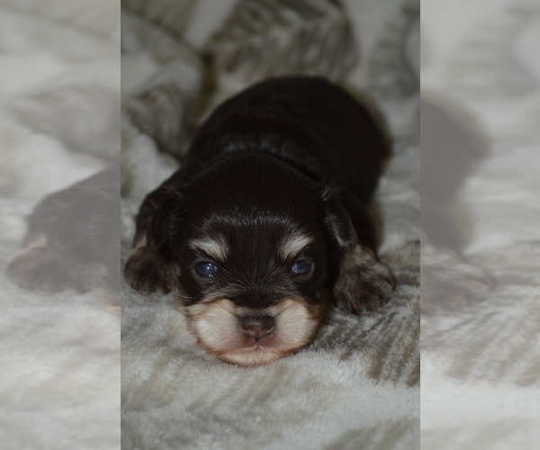 Medium Photo #1 Schnauzer (Miniature) Puppy For Sale in MADERA, CA, USA