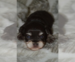Small Photo #1 Schnauzer (Miniature) Puppy For Sale in MADERA, CA, USA
