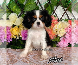 Cavalier King Charles Spaniel Puppy for sale in MIAMI, FL, USA