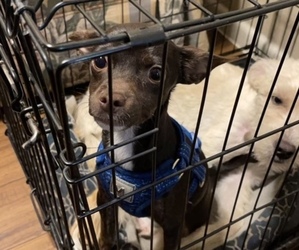 Bolo-chi Puppy for sale in GLENDALE, AZ, USA