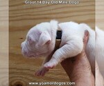 Small #23 Dogo Argentino