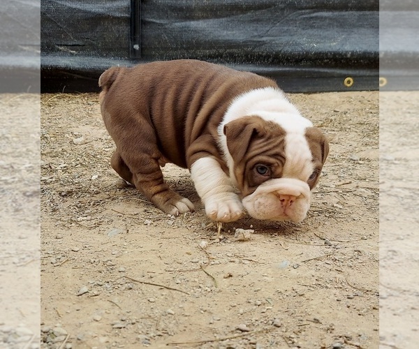 Medium Photo #1 Bulldog Puppy For Sale in LAS VEGAS, NV, USA