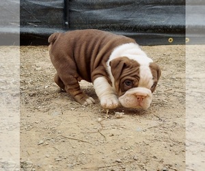 Bulldog Puppy for Sale in LAS VEGAS, Nevada USA