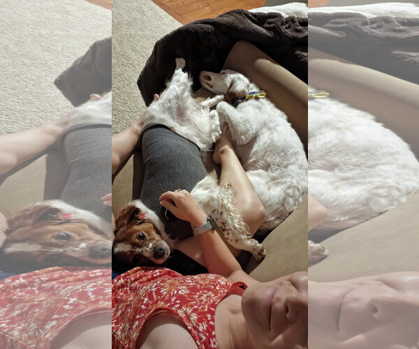 Medium Photo #3 - Mix Puppy For Sale in Curwensville, PA, USA