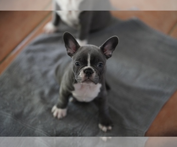 Full screen Photo #7 French Bulldog Puppy For Sale in TAMPA, FL, USA
