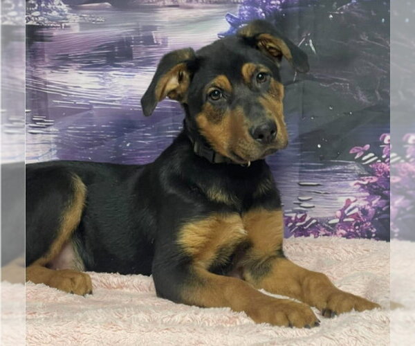 Medium Photo #2 Shepweiller Puppy For Sale in Lakewood, CO, USA