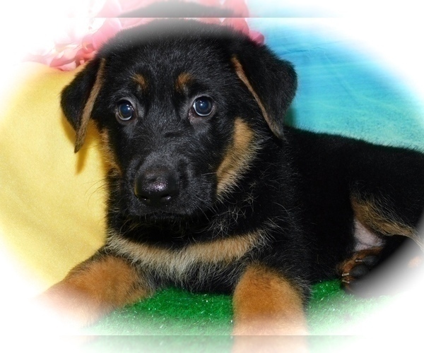 Medium Photo #8 German Shepherd Dog Puppy For Sale in HAMMOND, IN, USA