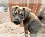 Small #2 Labrador Retriever Mix