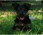 Small Photo #35 Yorkshire Terrier Puppy For Sale in NEVADA, TX, USA
