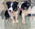 Small Photo #6 Border Collie Puppy For Sale in BLANCO, TX, USA