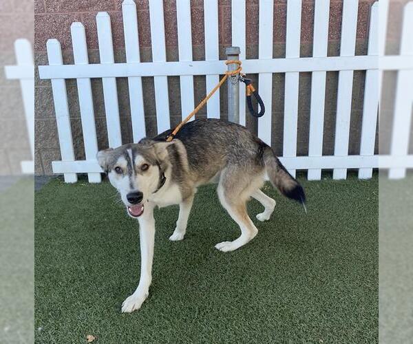 Medium Photo #1 Siberian Husky Puppy For Sale in Modesto, CA, USA