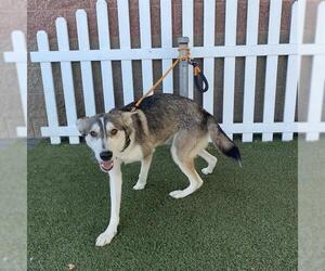 Siberian Husky Dogs for adoption in Modesto, CA, USA