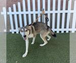 A614608 - Male Siberian Husky Dog for Adoption - Small photo