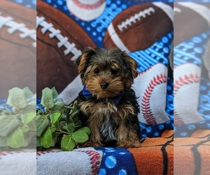 Shih Tzu Puppy for sale in NEW PROVIDENCE, PA, USA