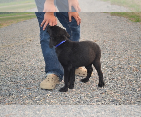 Medium Photo #5 Labrador Retriever Puppy For Sale in GREENWOOD, WI, USA
