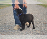 Small #4 Labrador Retriever