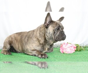 Mother of the French Bulldog puppies born on 04/15/2020