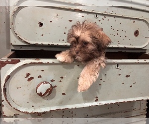 Zuchon Puppy for sale in VASSAR, MI, USA