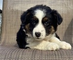 Puppy Sage Alaskan Husky-Border Collie Mix