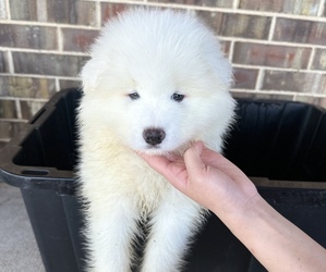 Samoyed Dog for Adoption in FORNEY, Texas USA