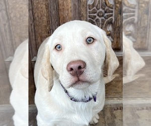 Labrador Retriever Puppy for sale in MANTI, UT, USA